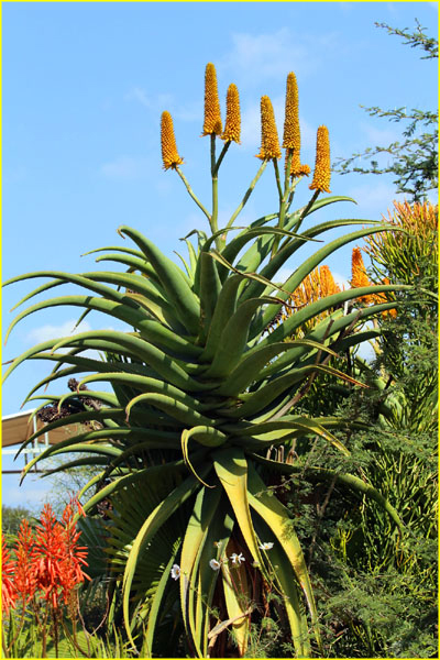 Flowers-016