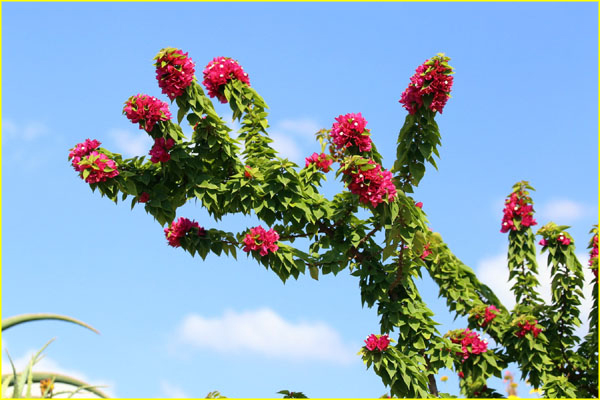 Flowers-019