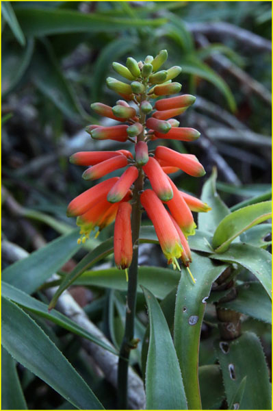 Flowers-020
