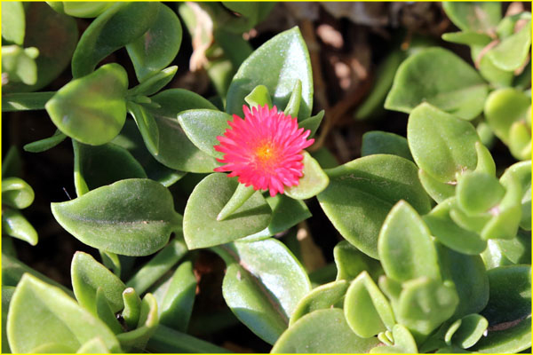 Flowers-021