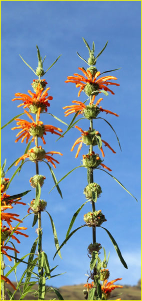Flowers-022