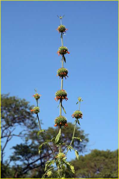 Flowers-023