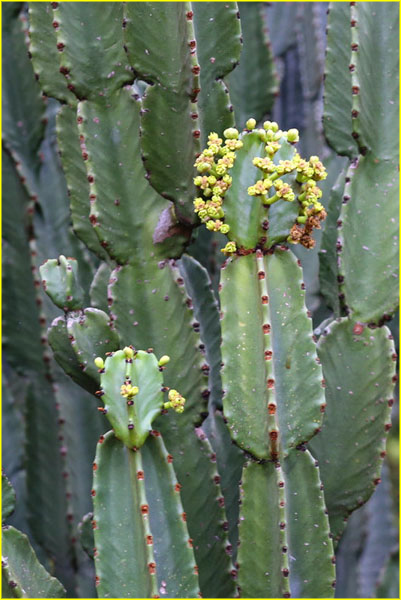 Flowers-024