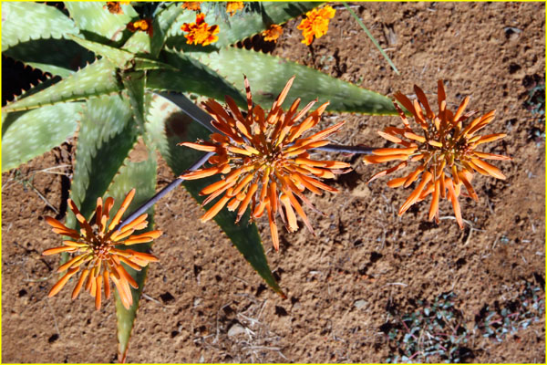 Flowers-027