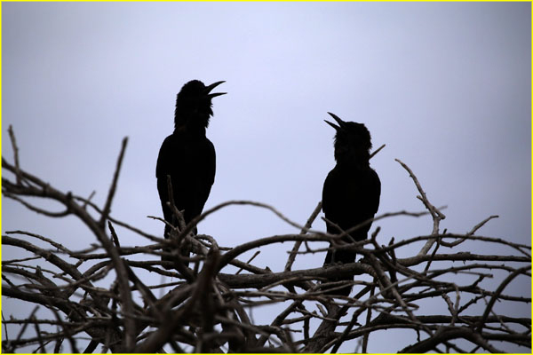 Birds-017