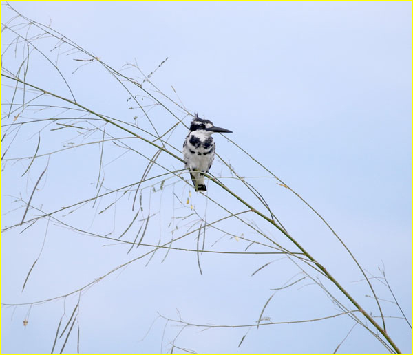 Birds-022