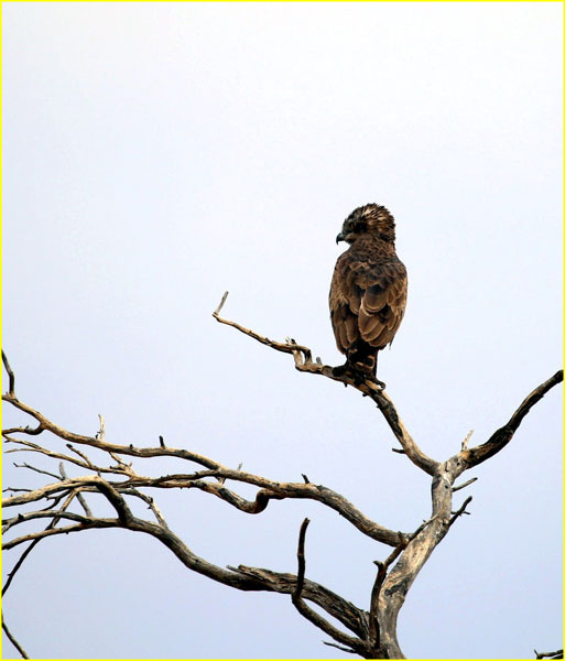 Birds-025
