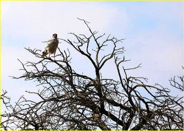 Birds-027
