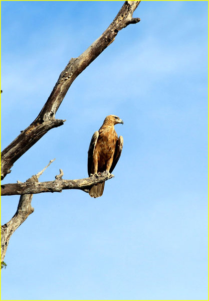 Birds-028