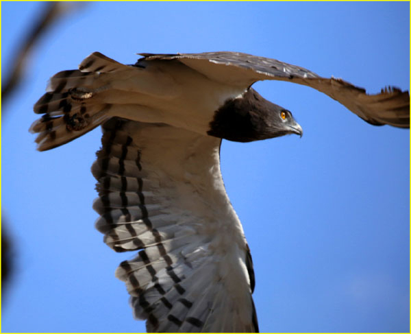 Birds-029