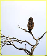 Birds-025
