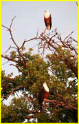 Birds-033