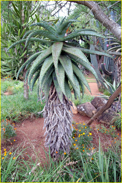 Plants-005