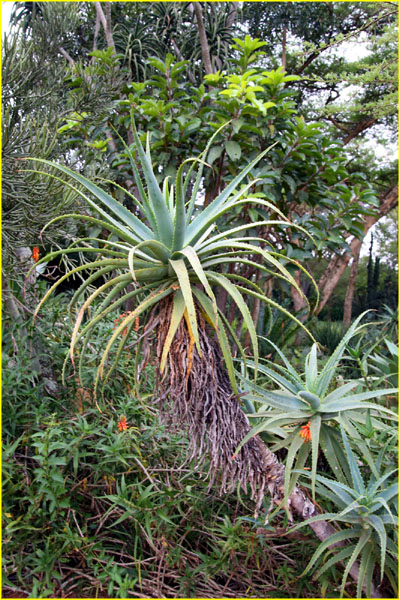 Plants-006