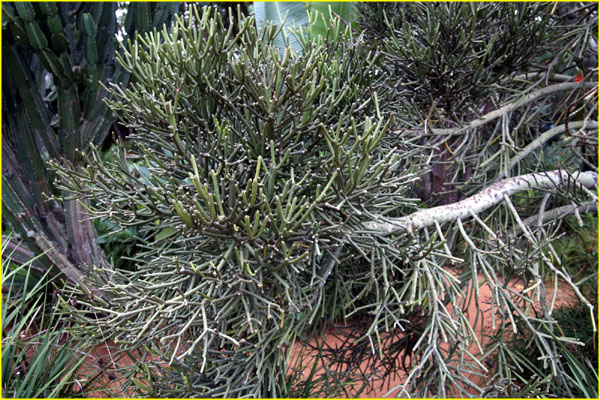 Plants-022