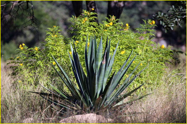 Plants-026