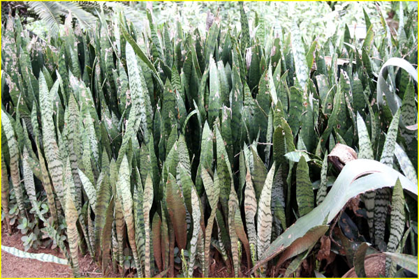 Plants-030