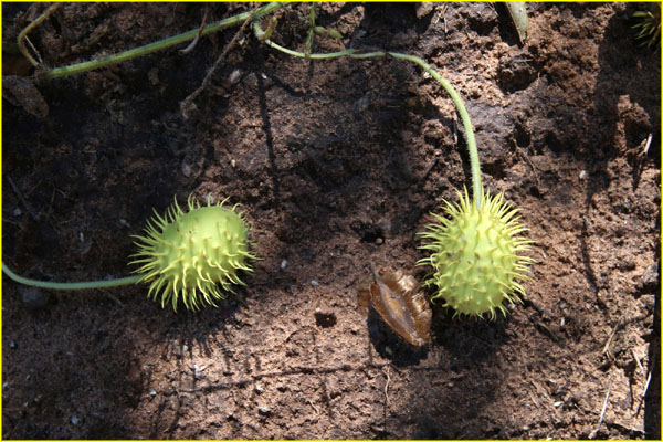 Plants-033