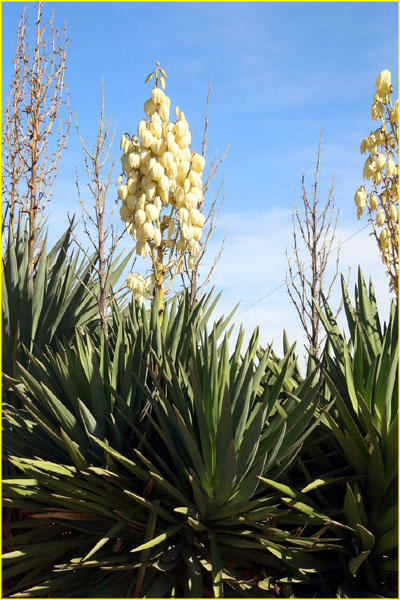 Plants-034