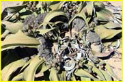 Plants-018