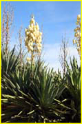 Plants-034