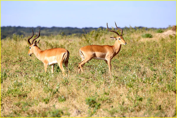 Mammals-020