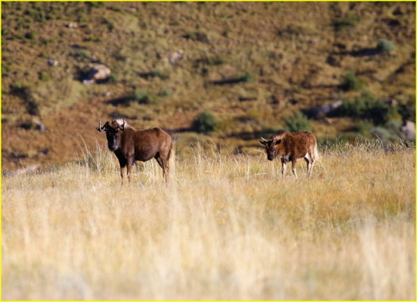 Mammals-025