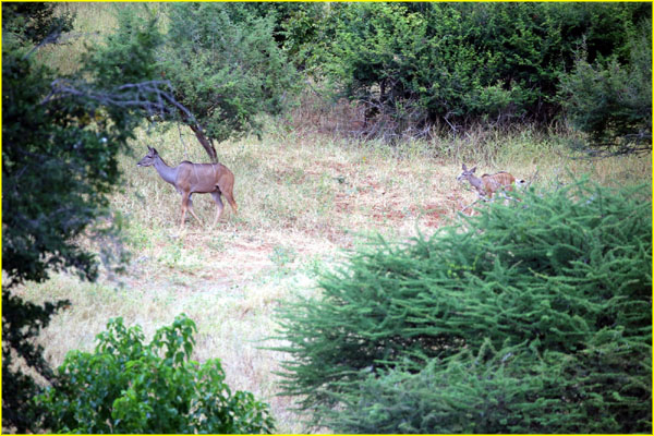 Mammals-028