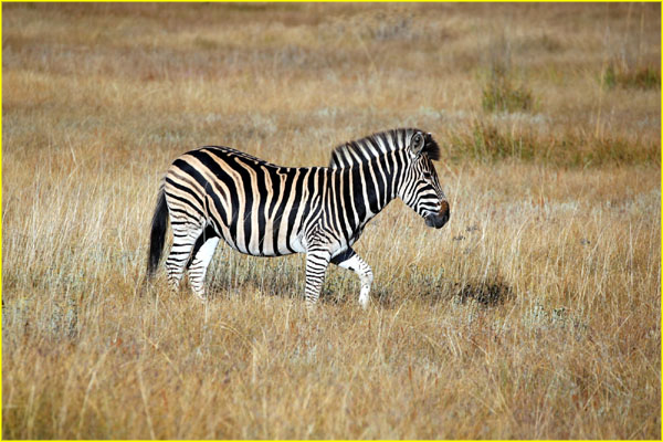 Mammals-029