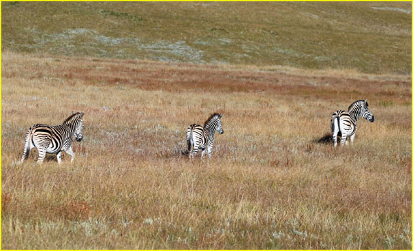 Mammals-031