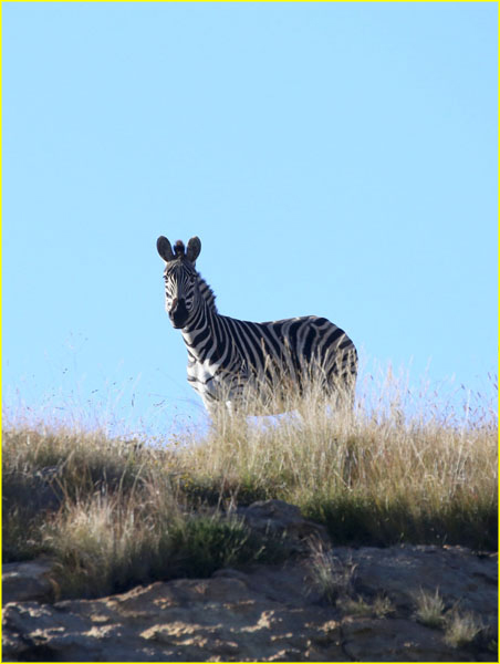 Mammals-033