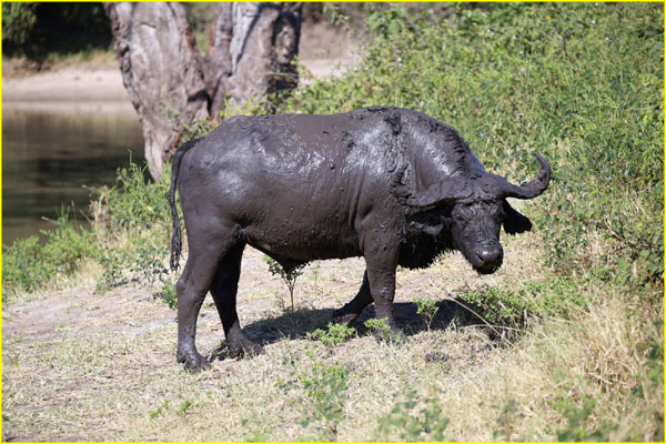 Mammals-034