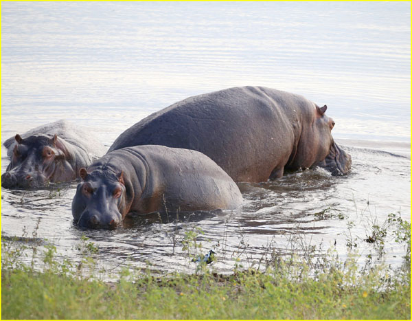 Mammals-036