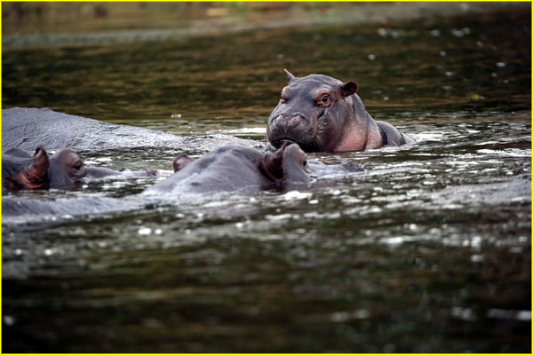 Mammals-037