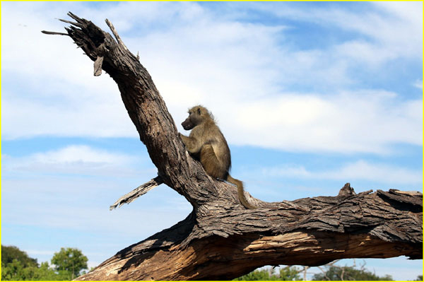 Mammals-038