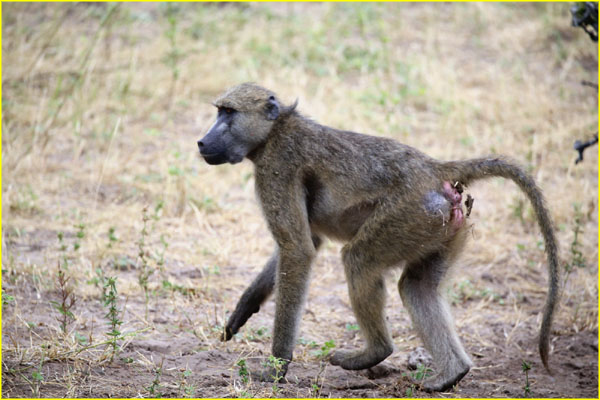 Mammals-039