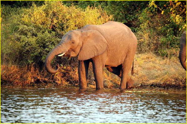 Mammals-041