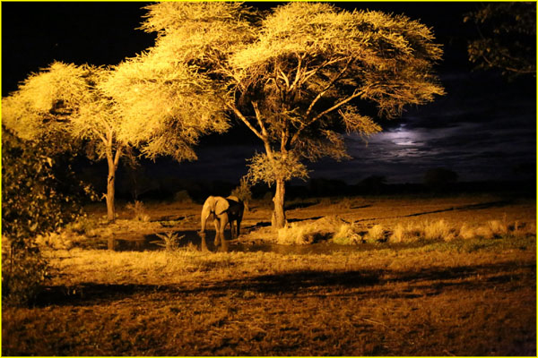 Mammals-044