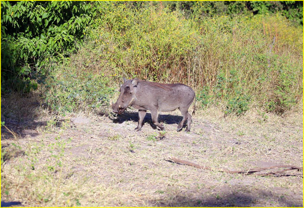 Mammals-047