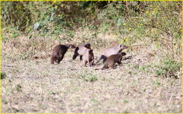 Mammals-049