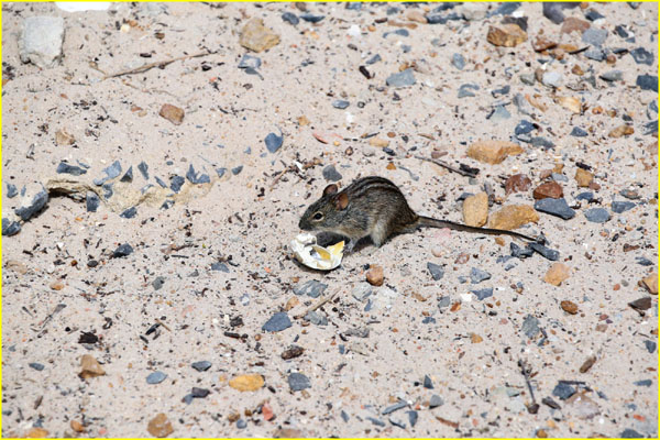 Mammals-051