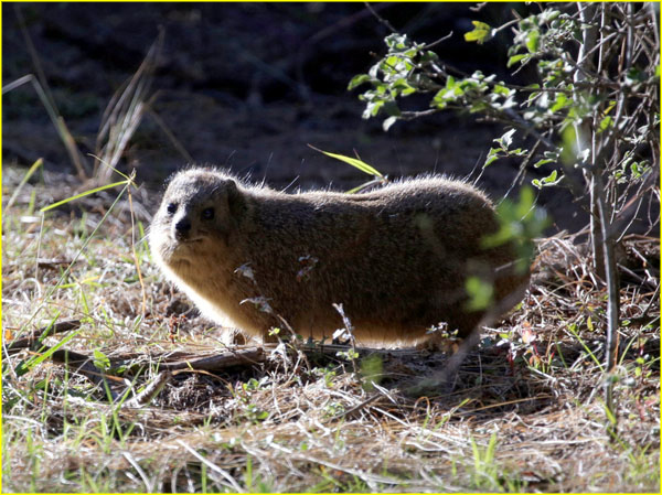 Mammals-052