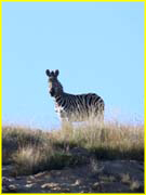 Mammals-033