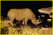 Mammals-035