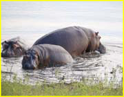 Mammals-036
