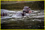 Mammals-037