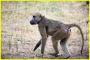 Mammals-039