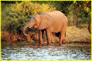 Mammals-041