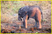 Mammals-042