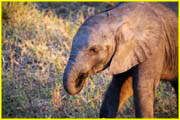Mammals-043